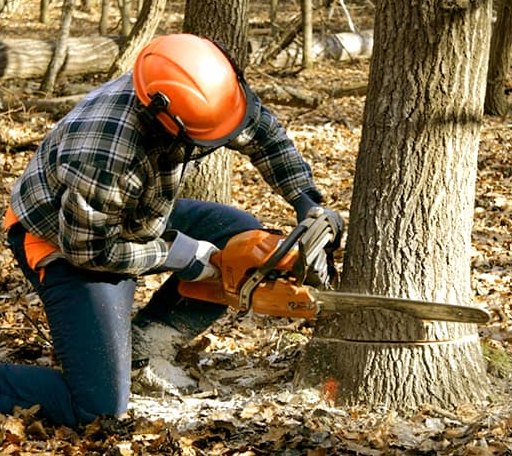 Tree Removal in Glenwood, WV